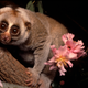 The slow loris. Image: David Haring